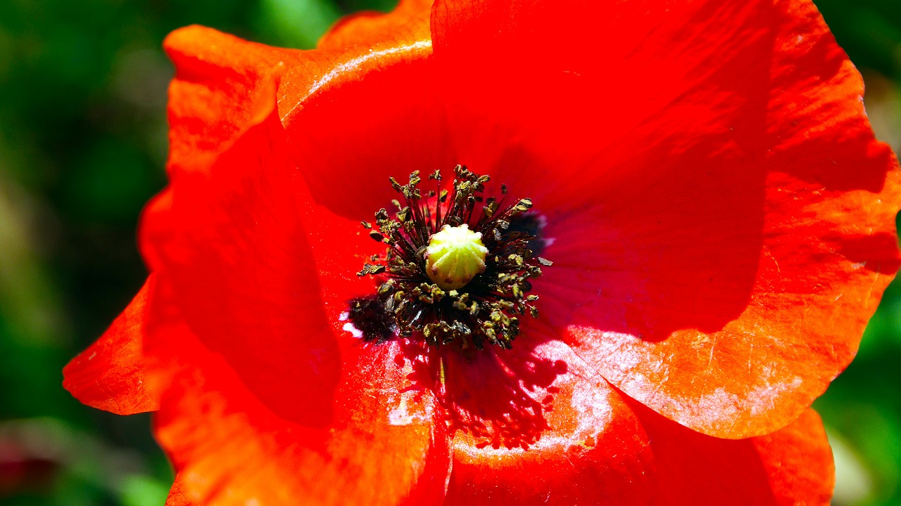 flower red poppy free photo