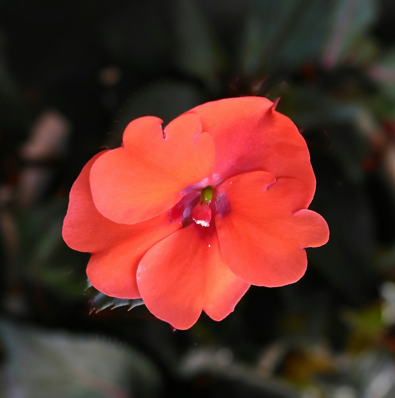 flower  red  new guinea free photo