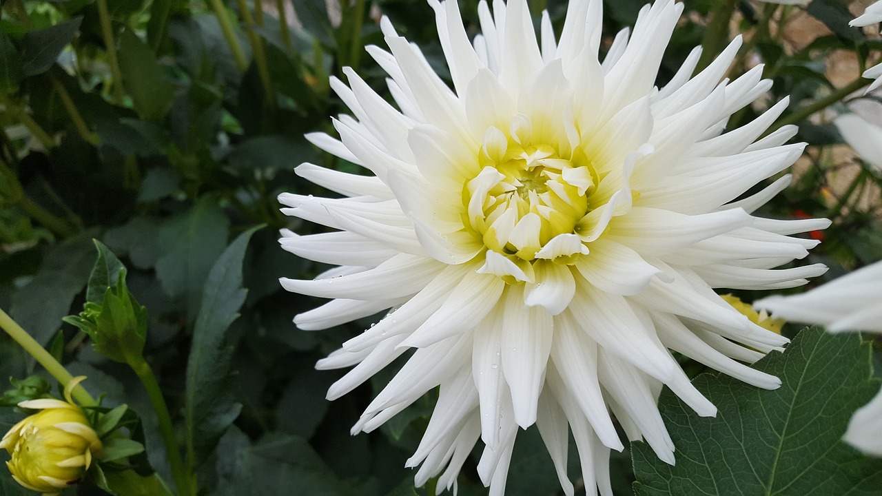 flower  nature  white free photo