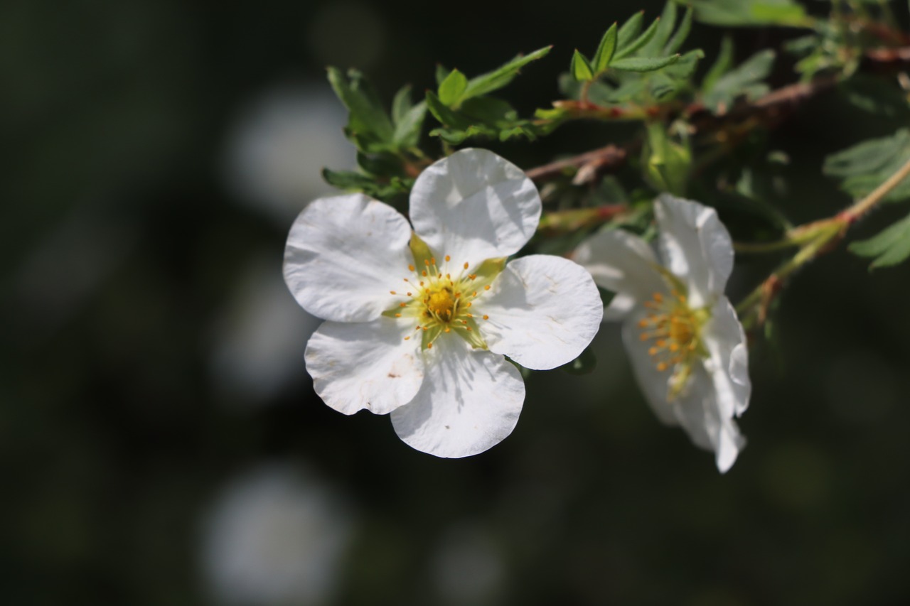 flower  white  plants free photo