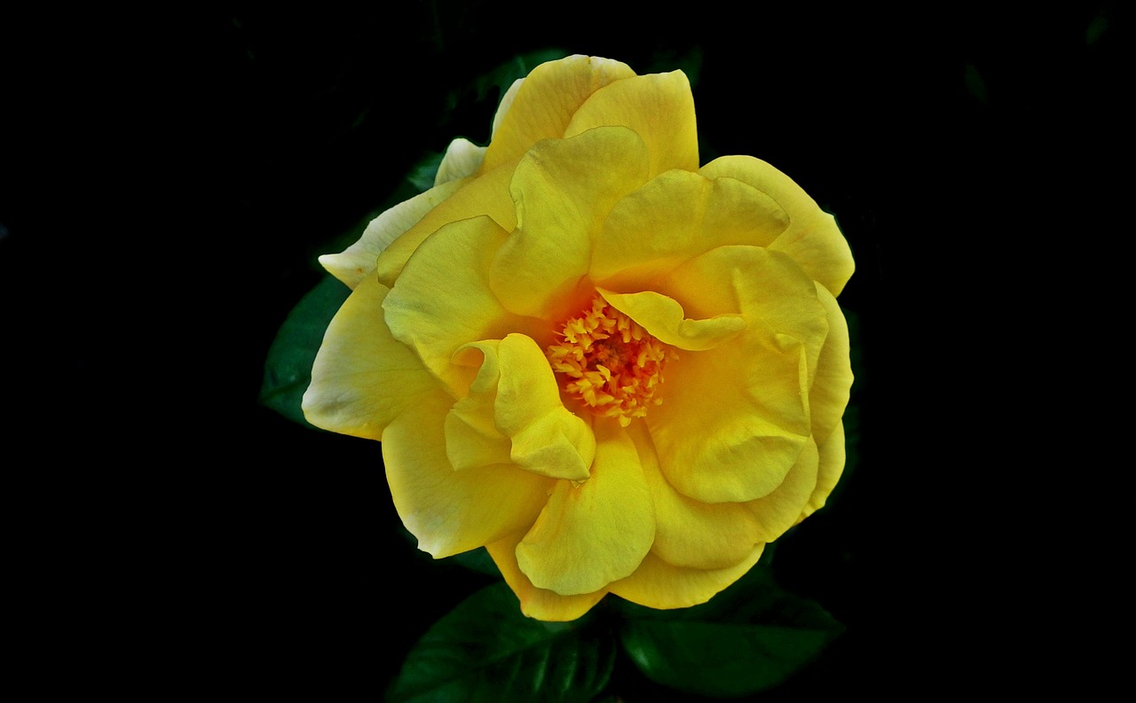 flower  rose  yellow free photo