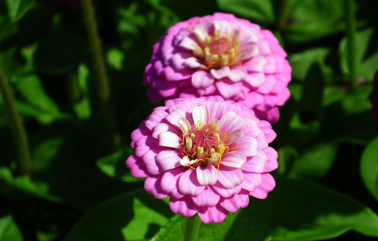 flower  zinnia  summer free photo