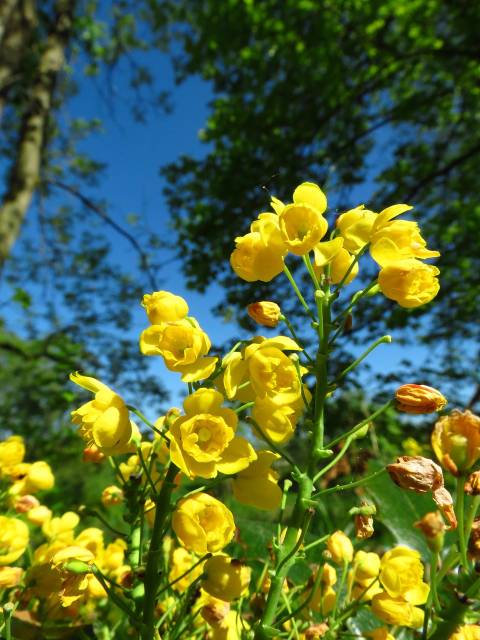 flower nature colorful free photo