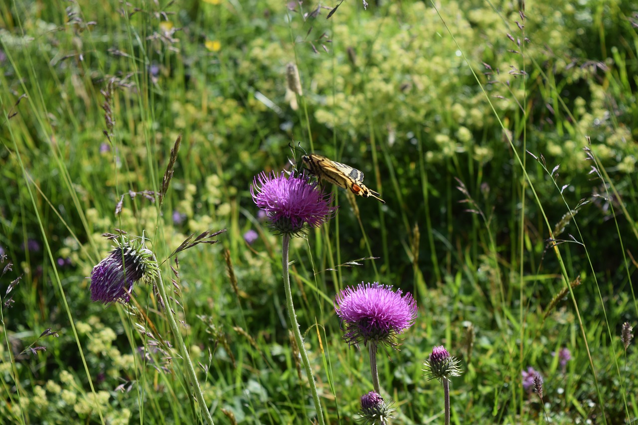 flower  butterfly  admiral free photo