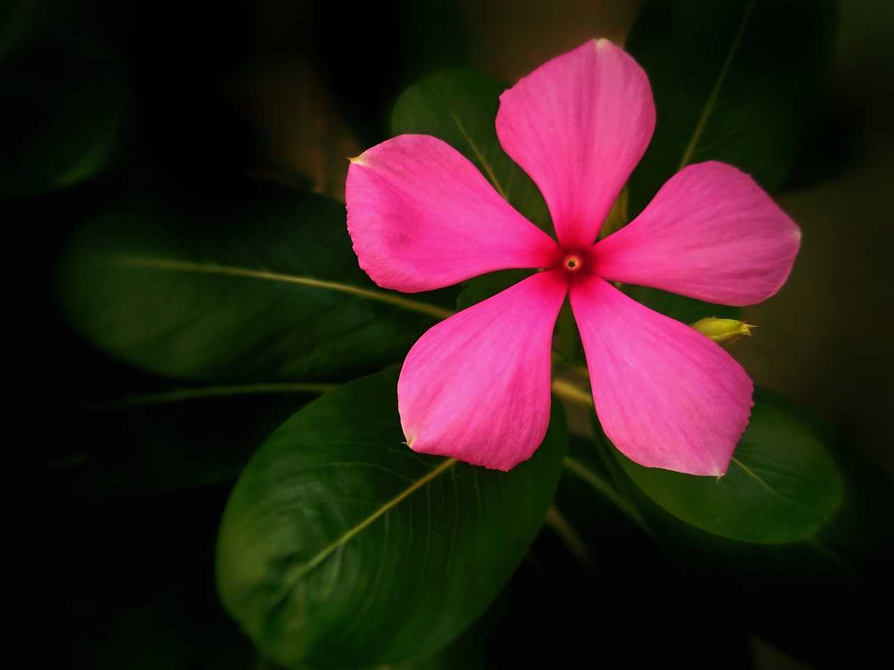 flower  pink flower  madagascar periwinkle free photo