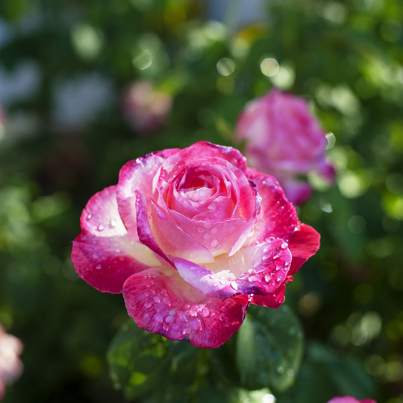 flower  rose  pink free photo