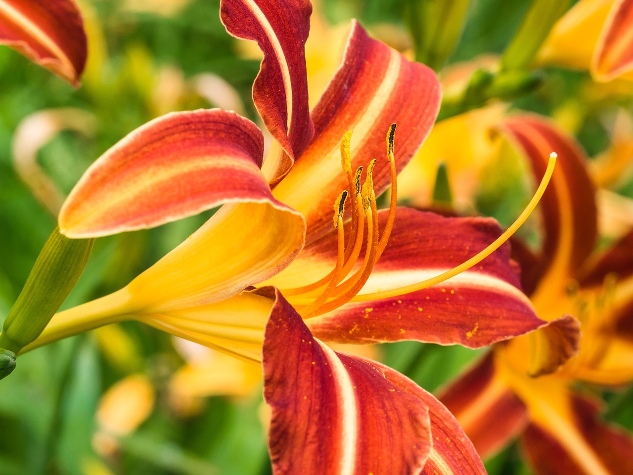 flower  lily  blossom free photo