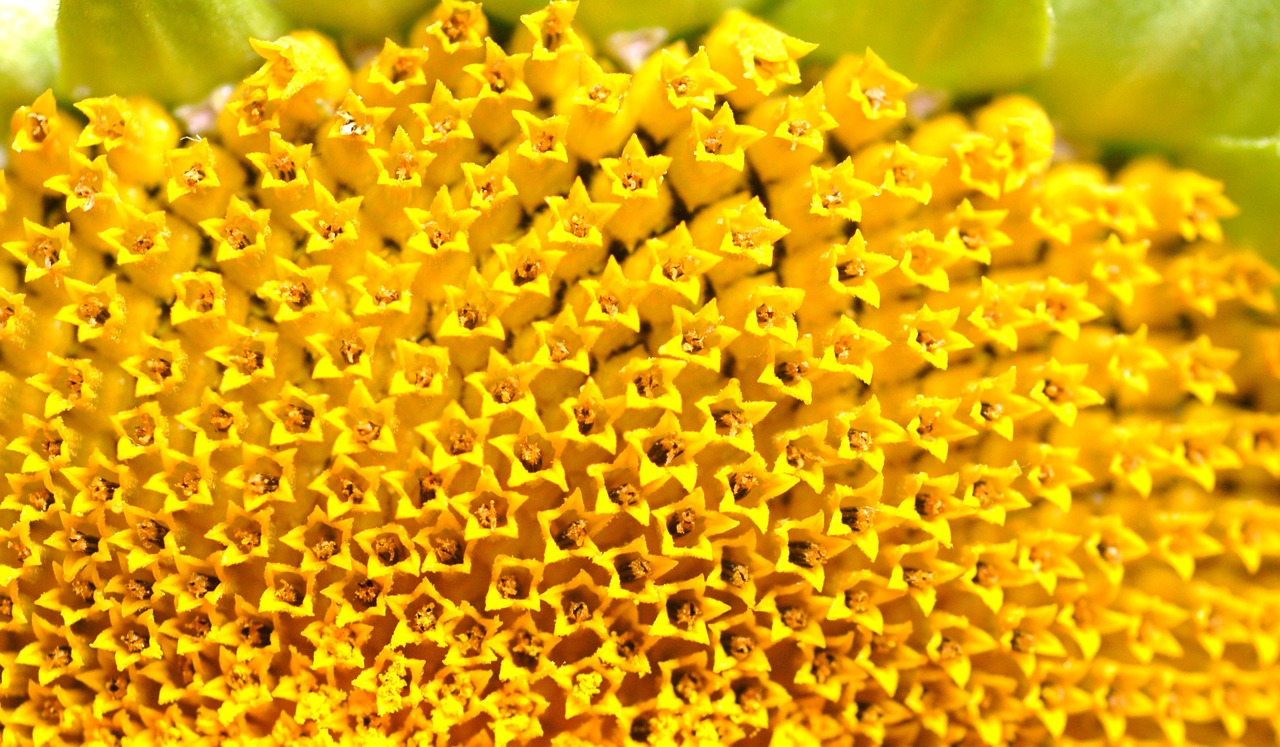 flower  sunflower  yellow free photo