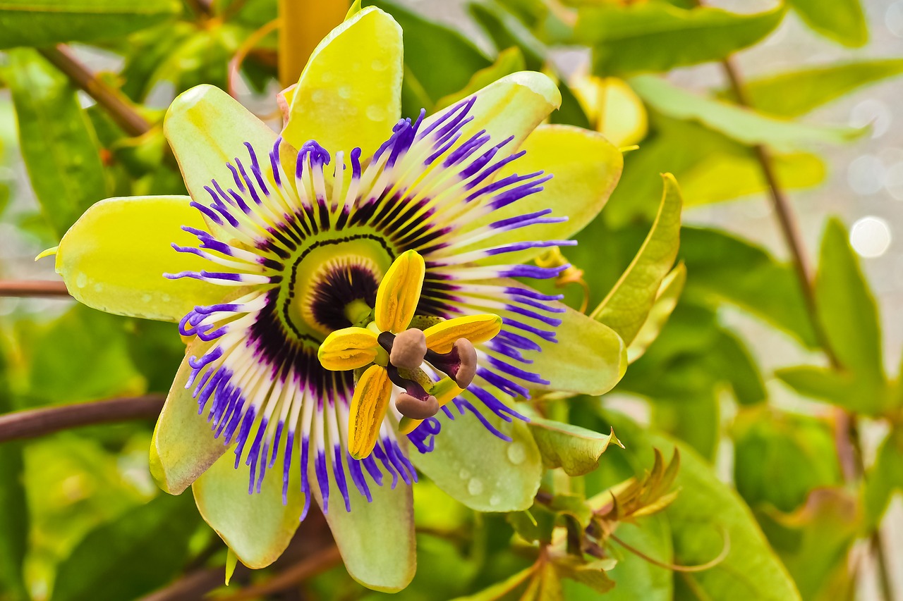 flower  passion flower  passiflora free photo