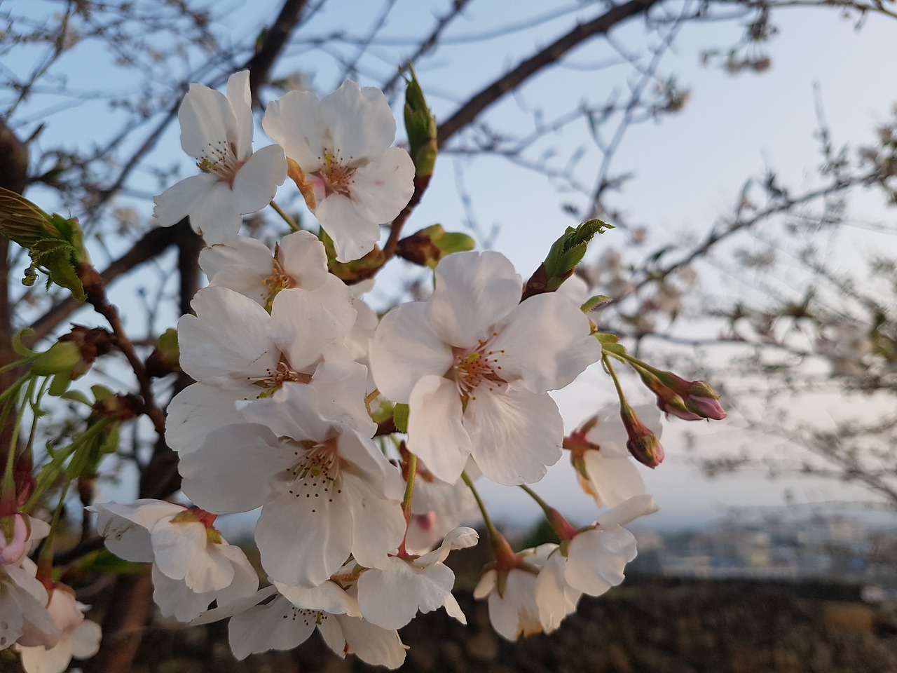 flower  white  flowers free photo