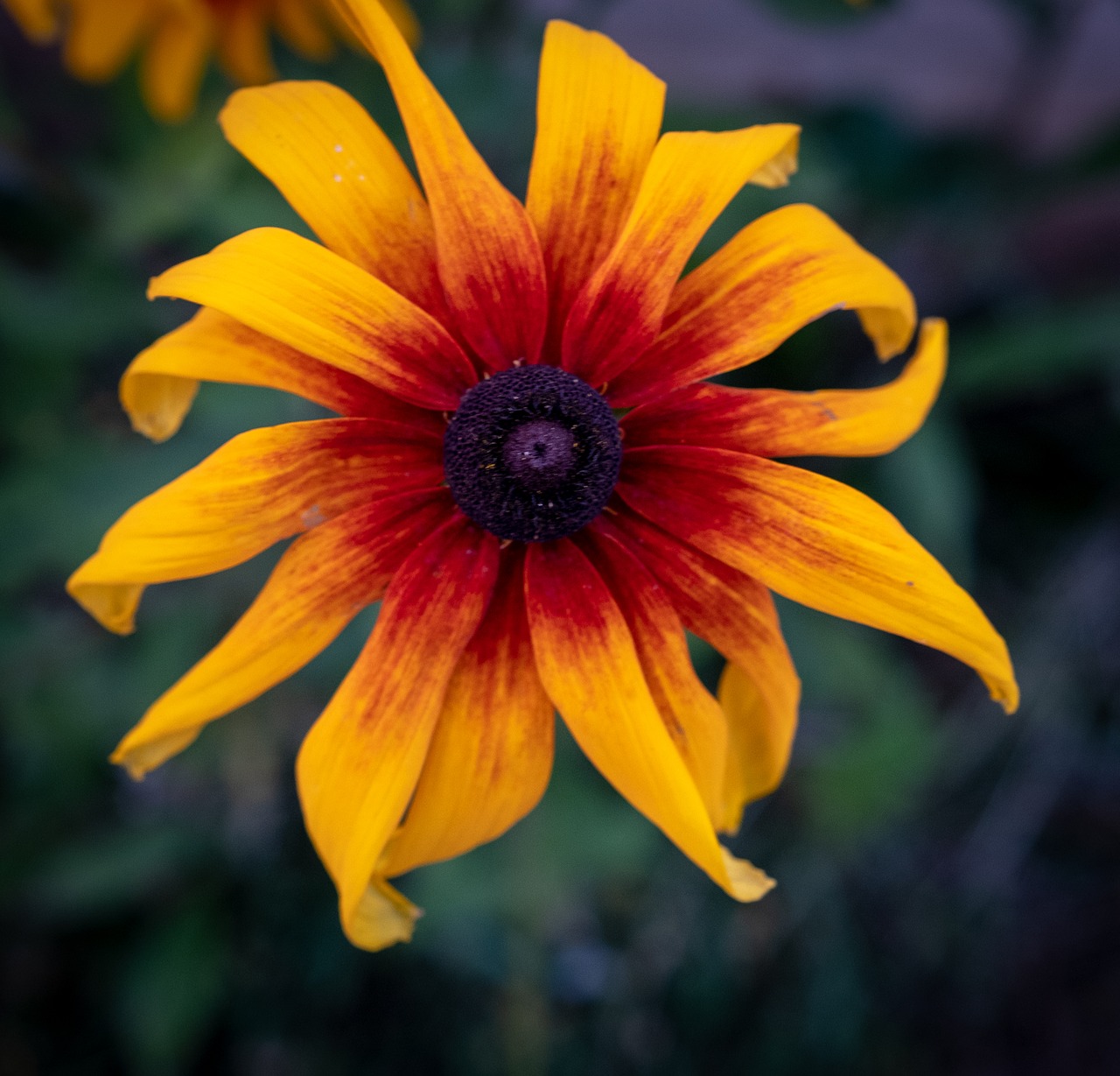 flower  macro  yellow free photo