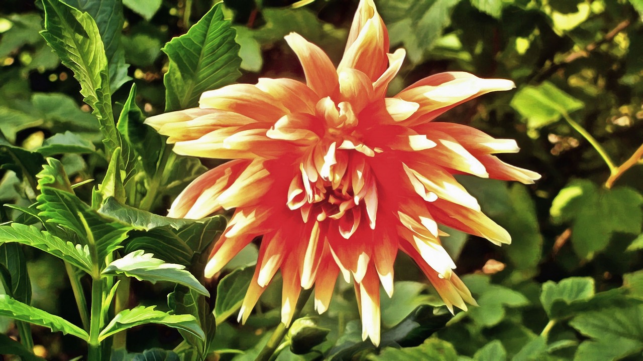 flower  dahlia  bloom free photo