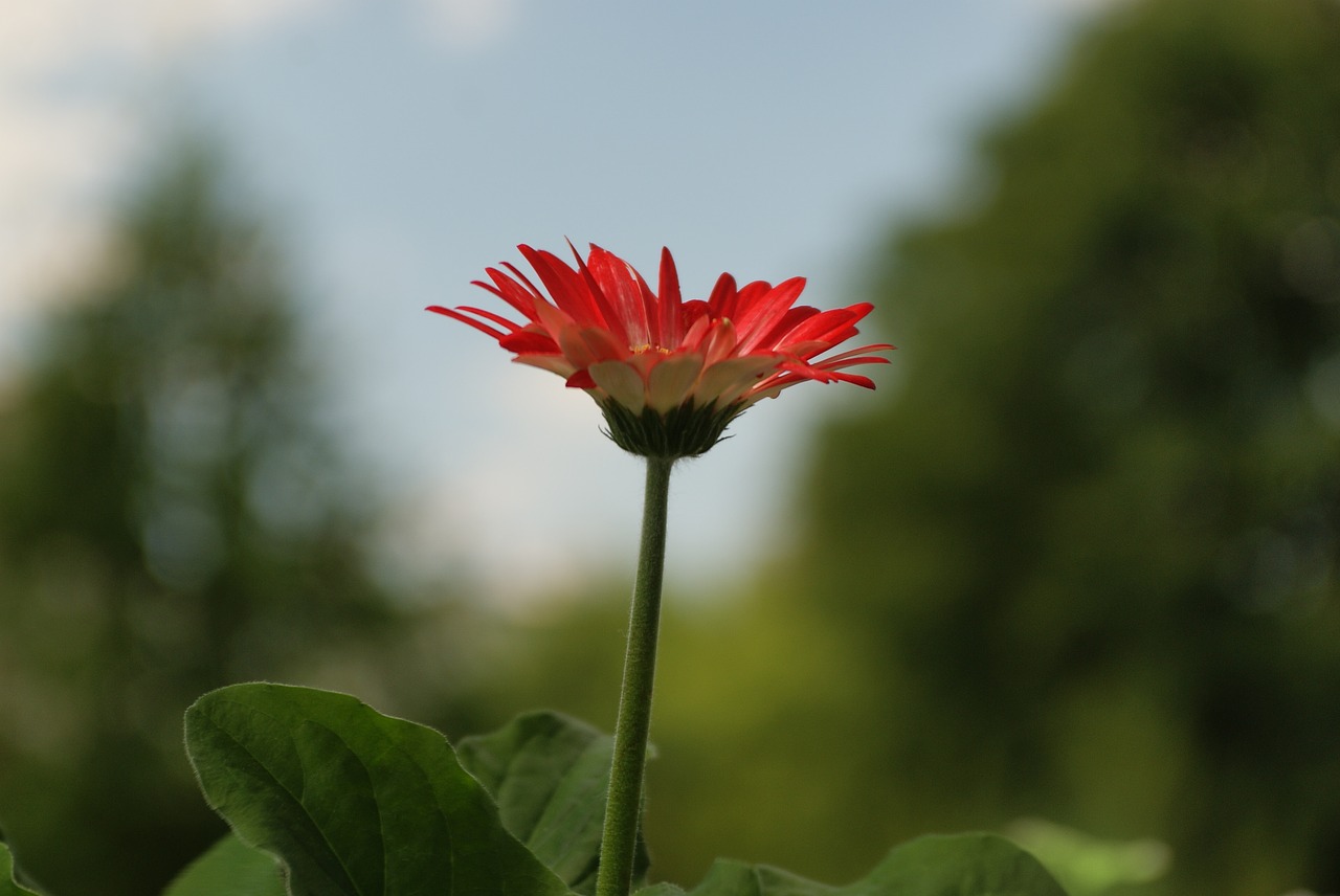 flower  red  nature free photo