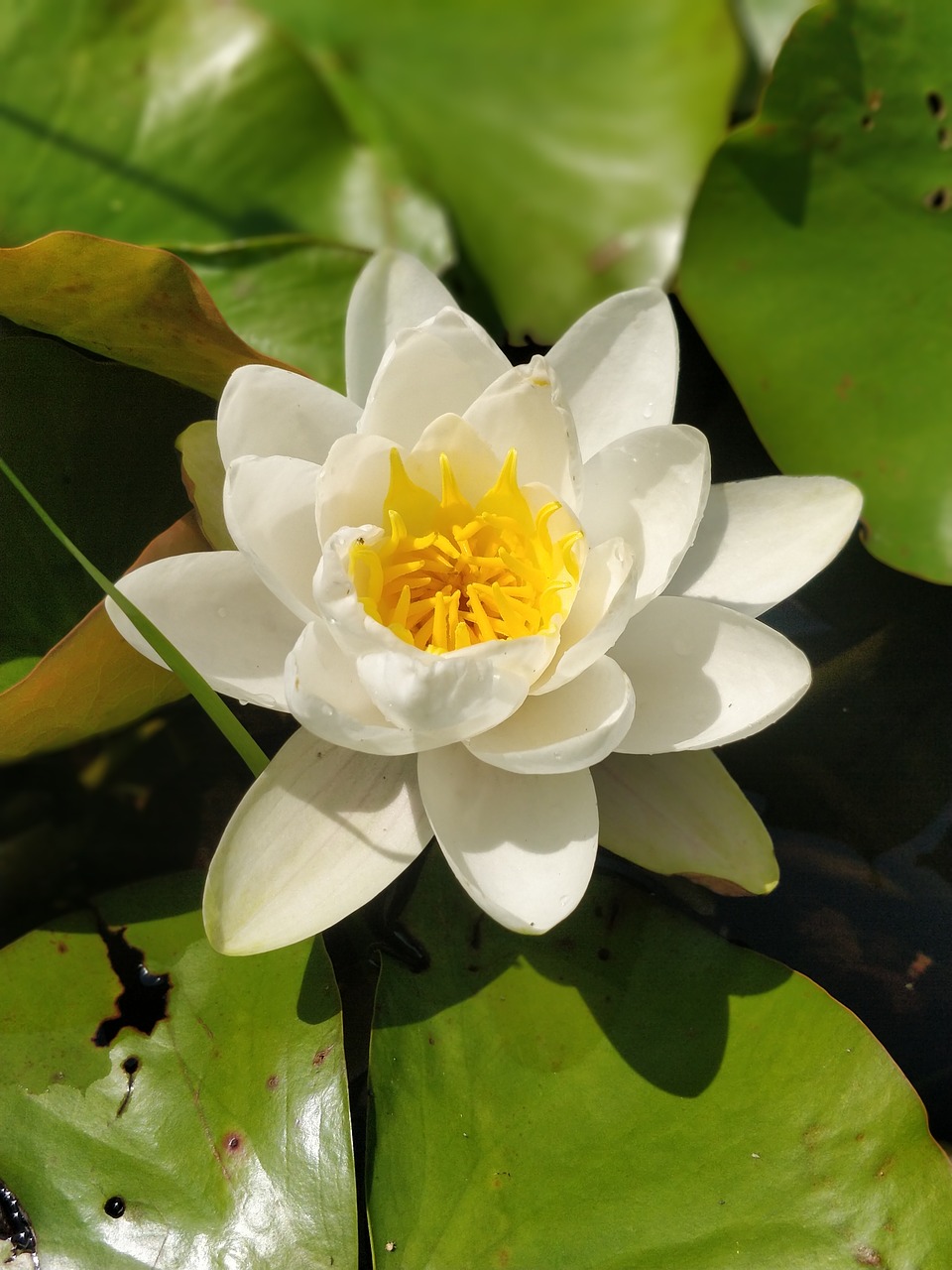 flower  water lily  nature free photo
