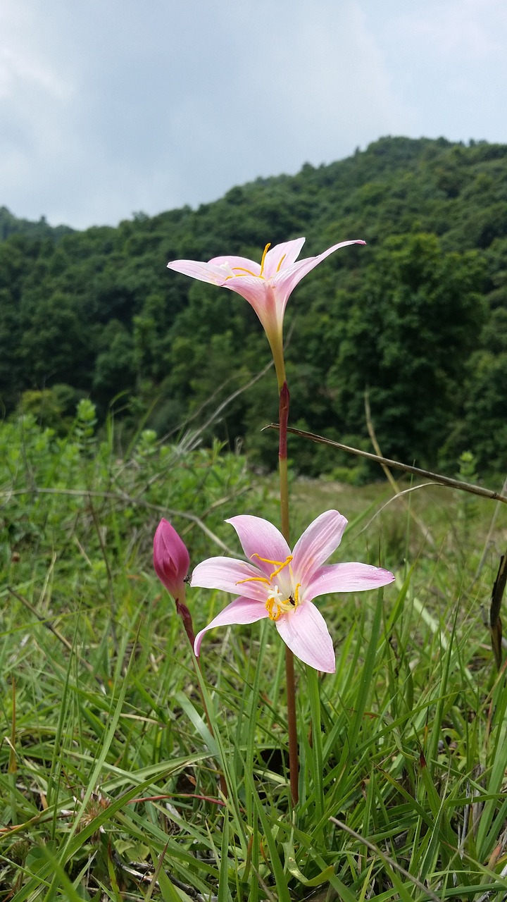 flower  jungle  hill free photo