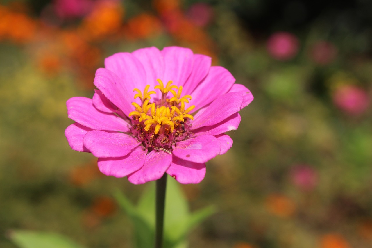 flower  pink  nature free photo