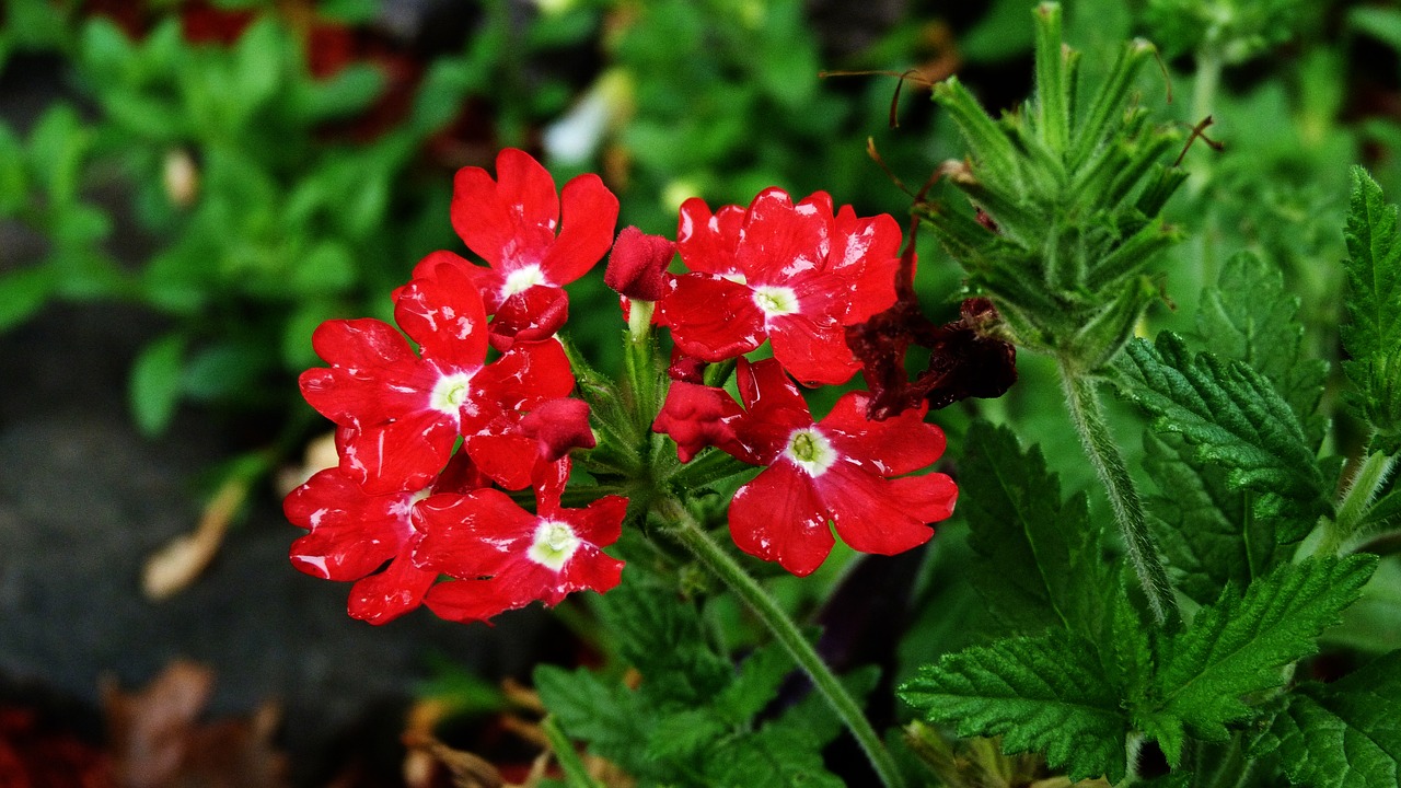 flower  nature  garden free photo