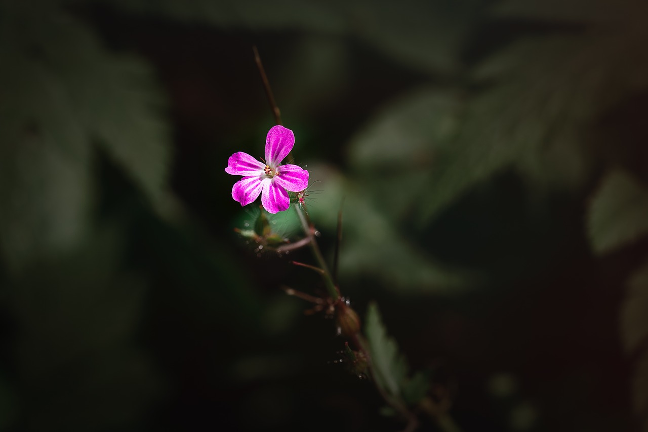 flower  small  small flower free photo