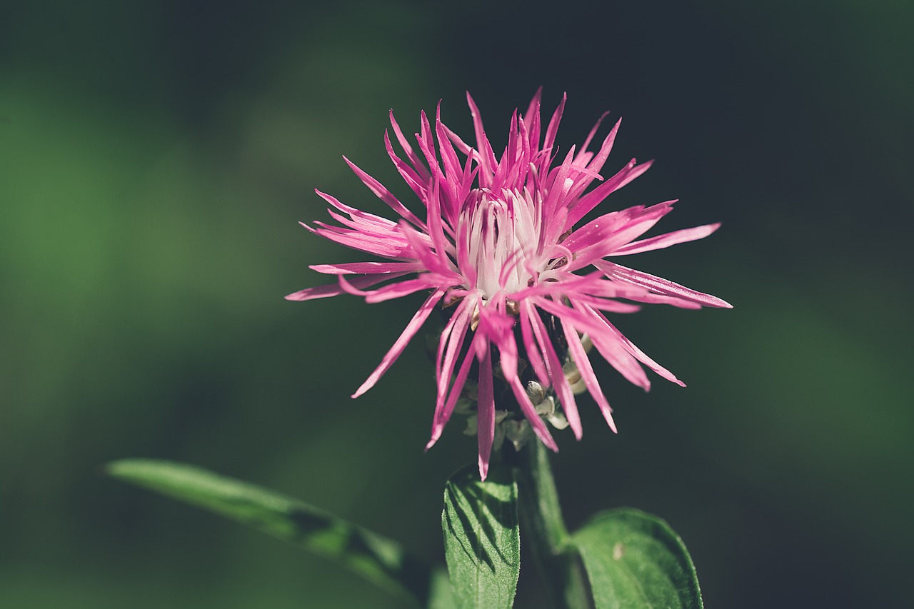 flower  pink  pink flower free photo