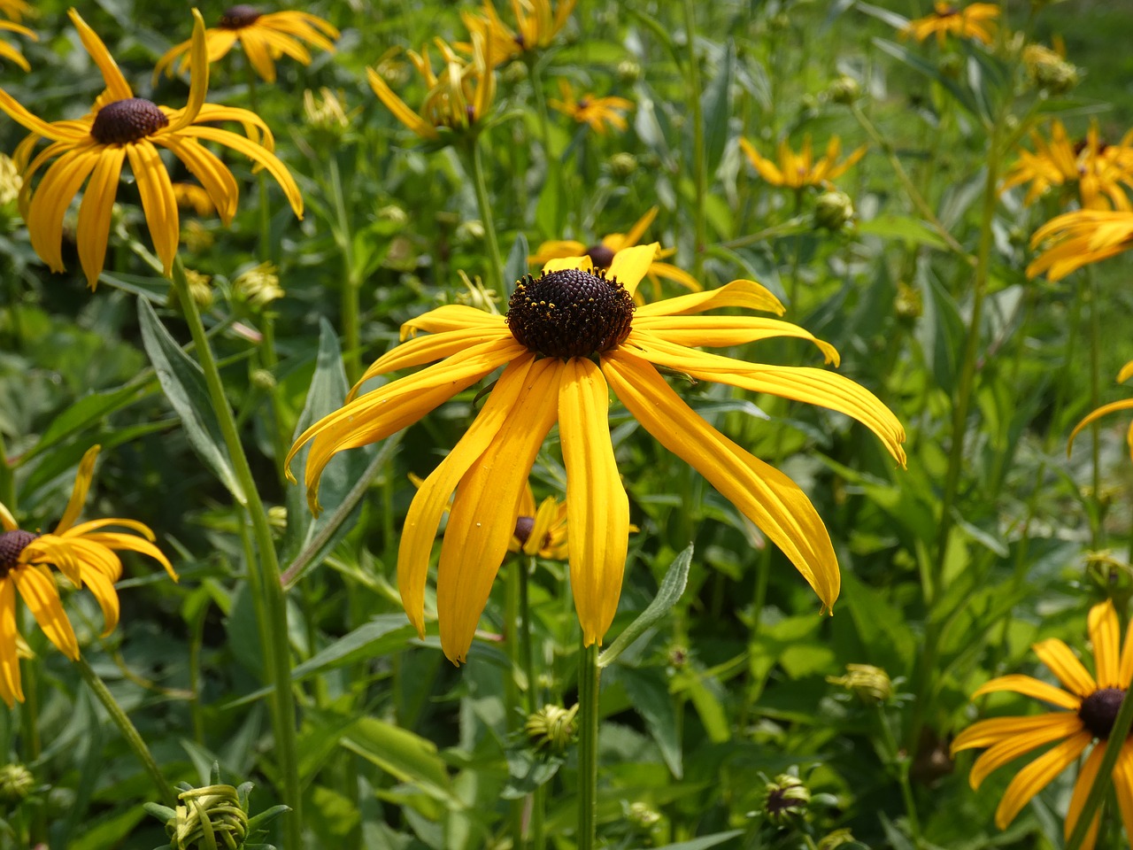 flower  garden  petal free photo