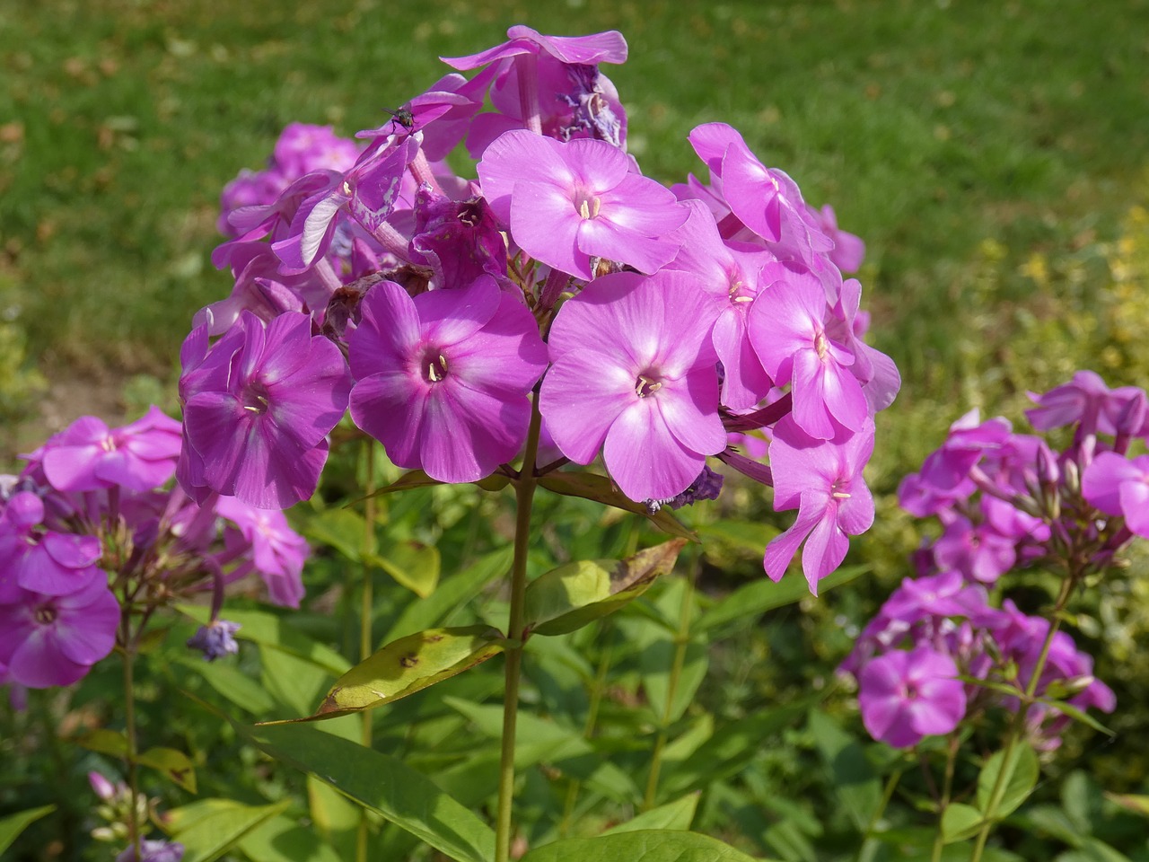 flower  garden  petal free photo