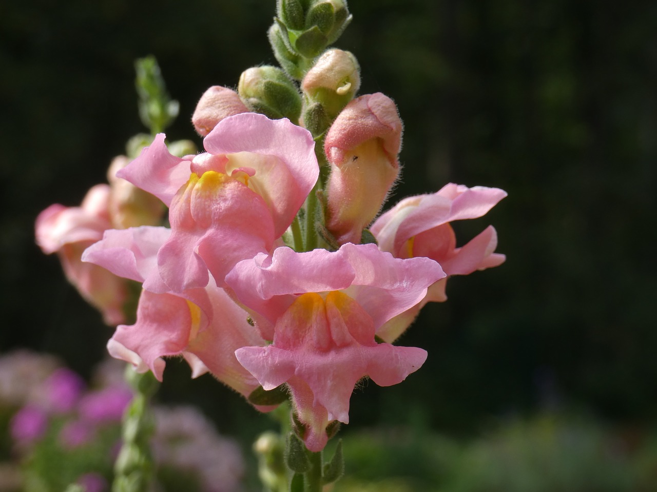 flower  garden  petal free photo