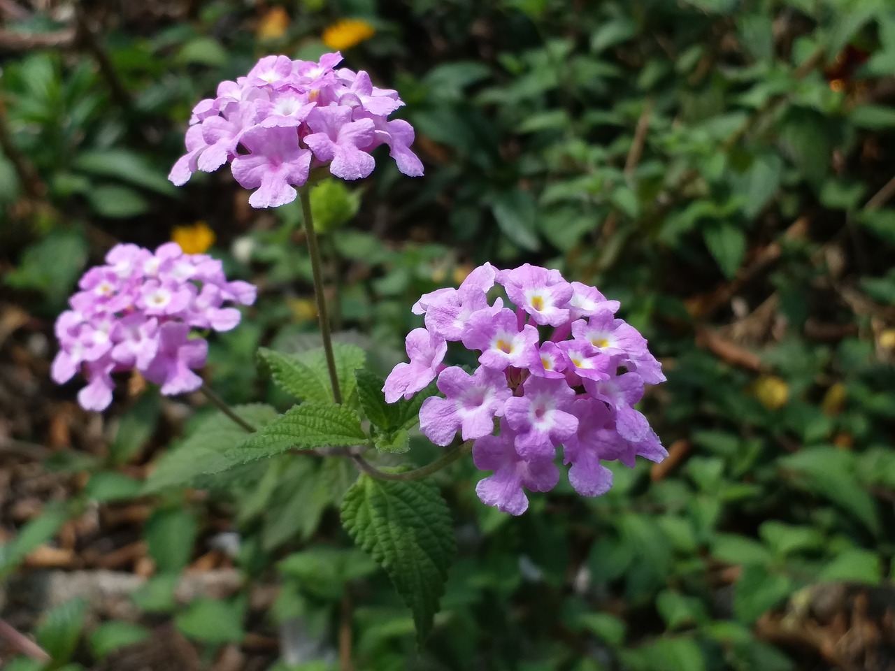 flower  natural  purple free photo