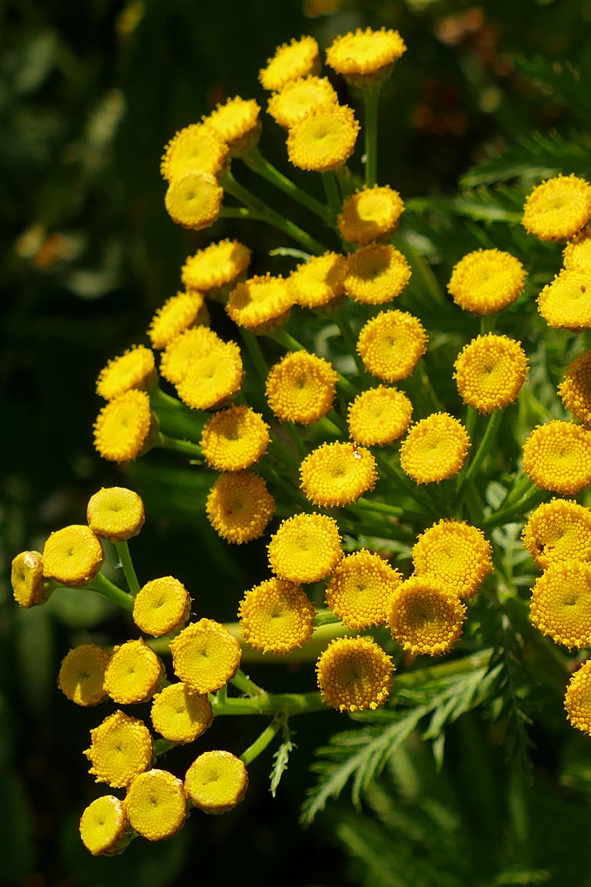 flower  plant  flora free photo