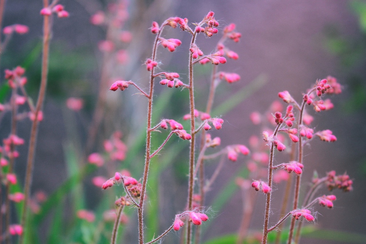 flower  flowers  nature free photo