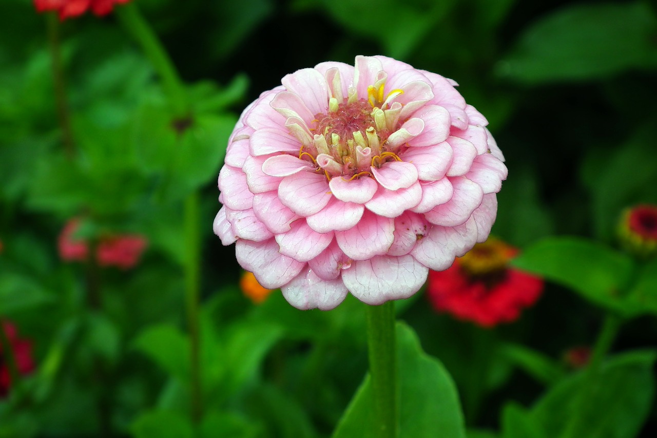 flower  zinnia  summer free photo