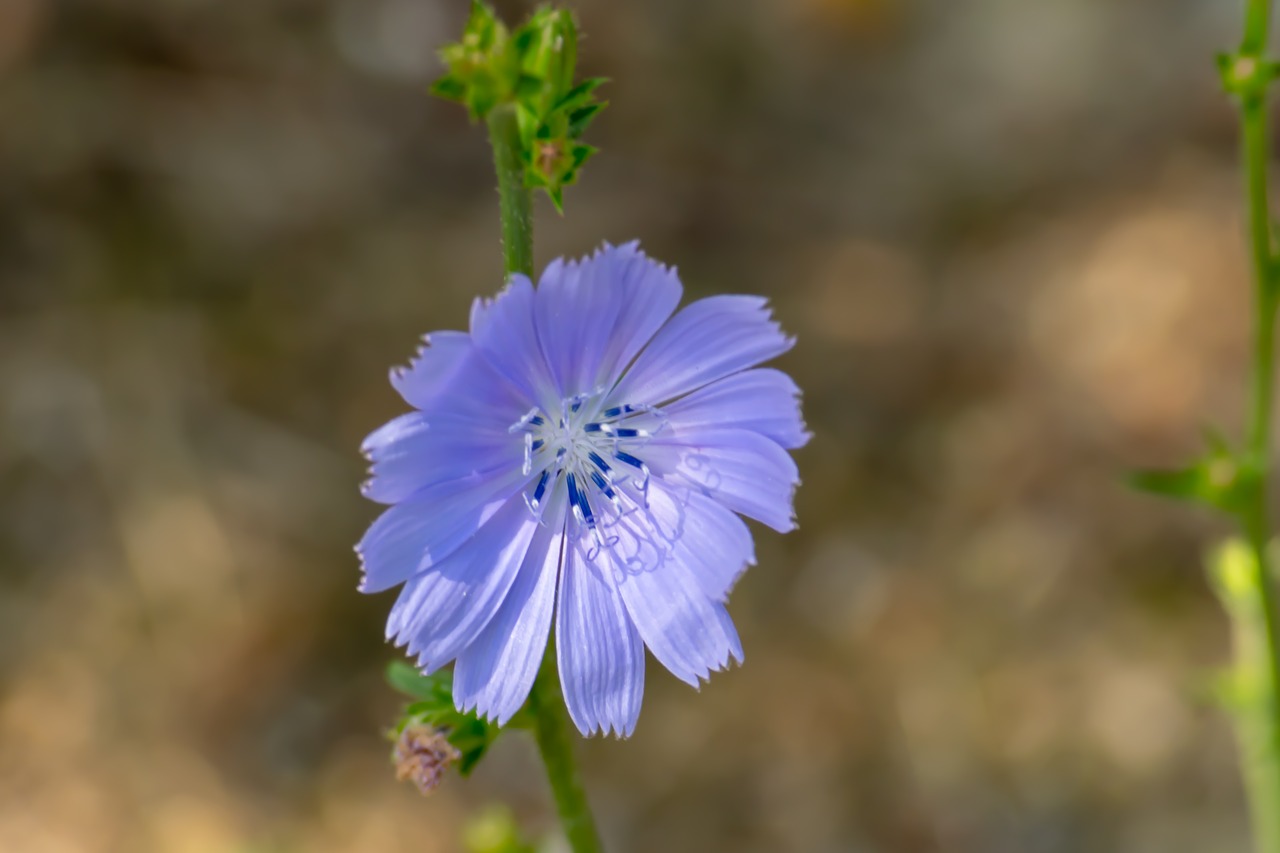 flower  nature  outdoor free photo