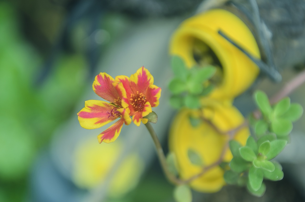 flower  bouquet  beautiful flowers free photo