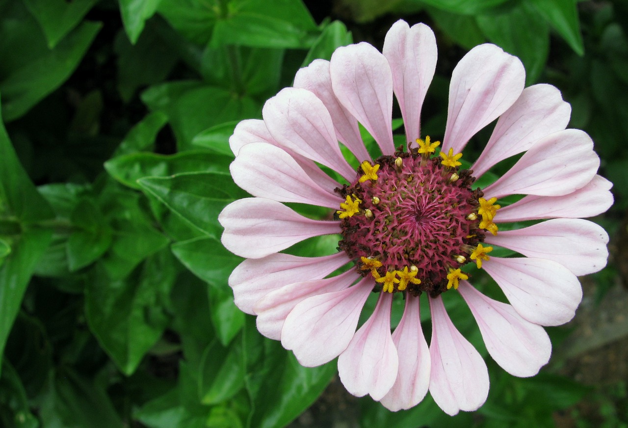 flower  garden  petals free photo