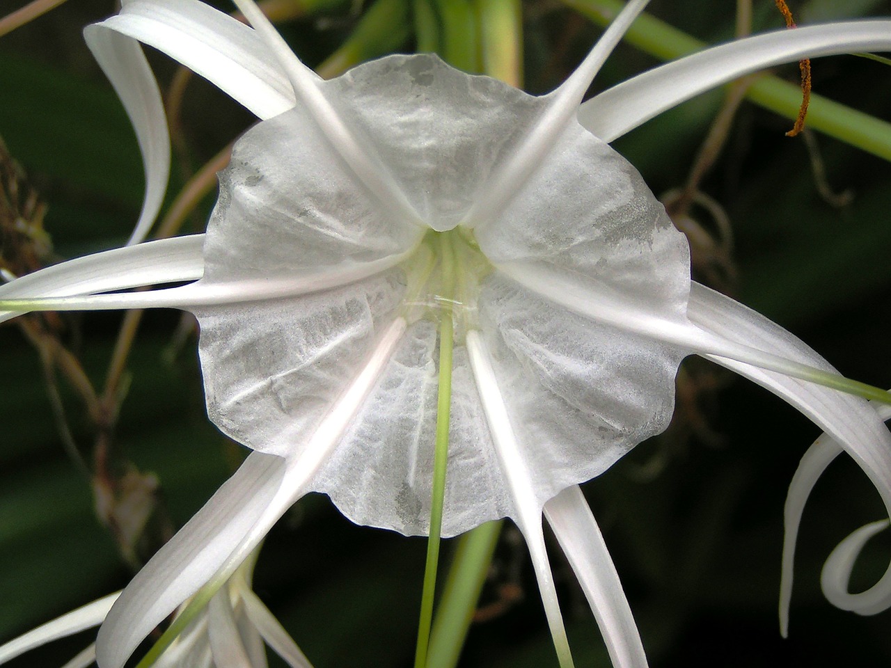 flower  flowers  nature free photo