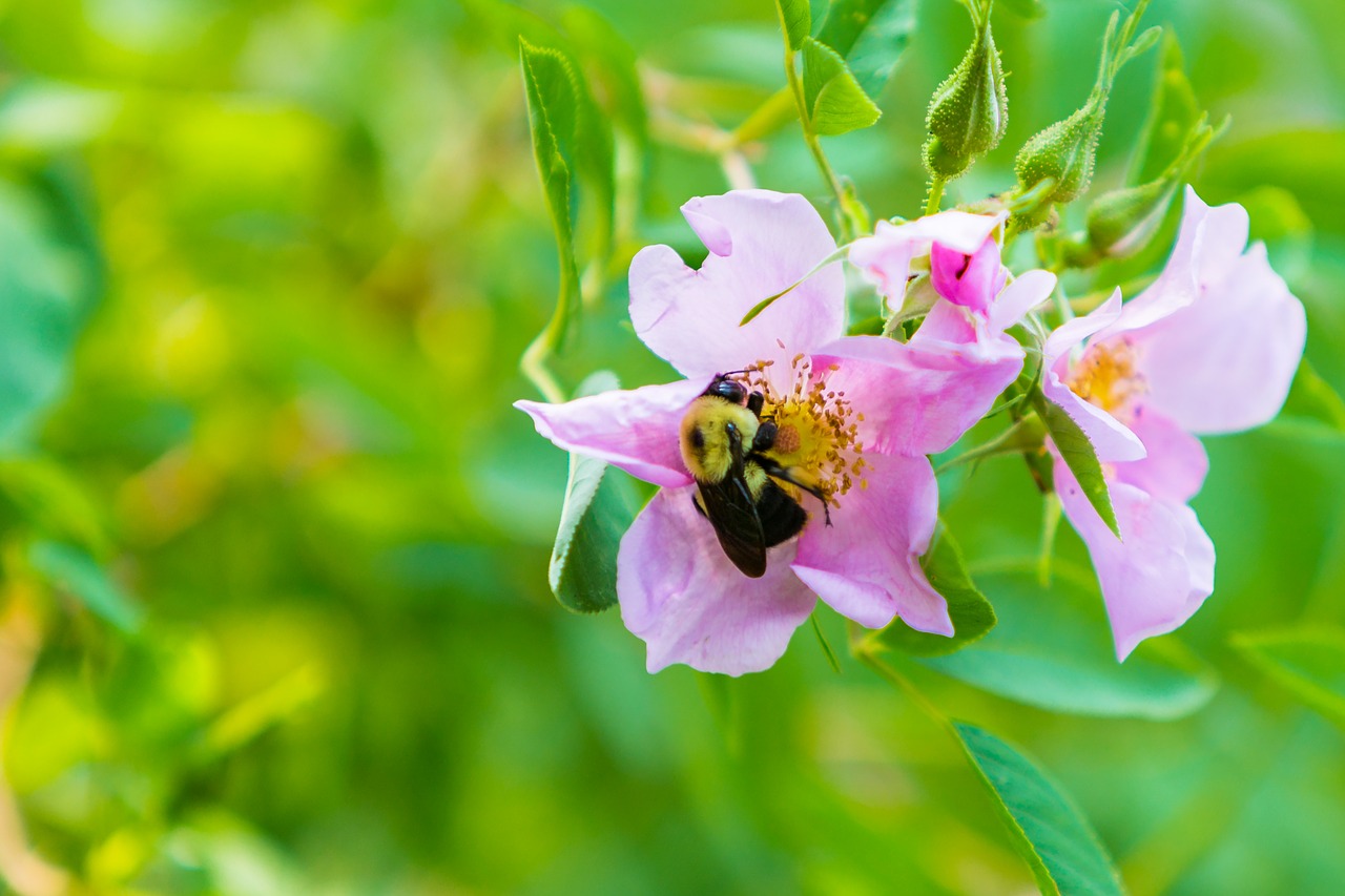 flower  bees  wasp free photo