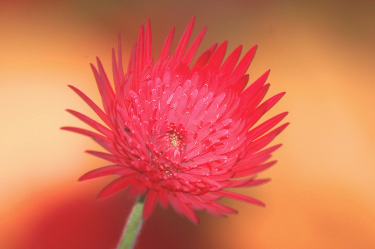 flower  exotic  botanical free photo