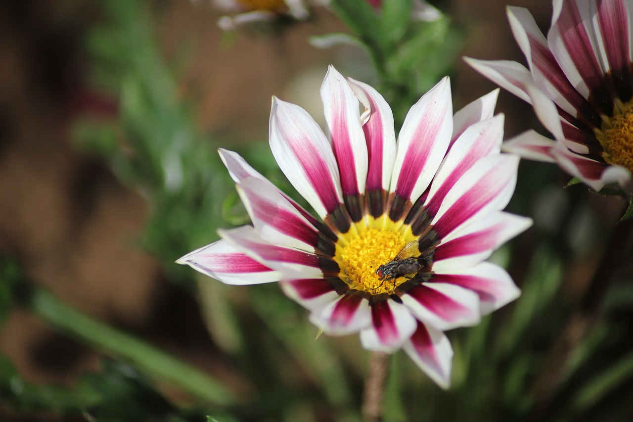 flower  fly  pollen free photo