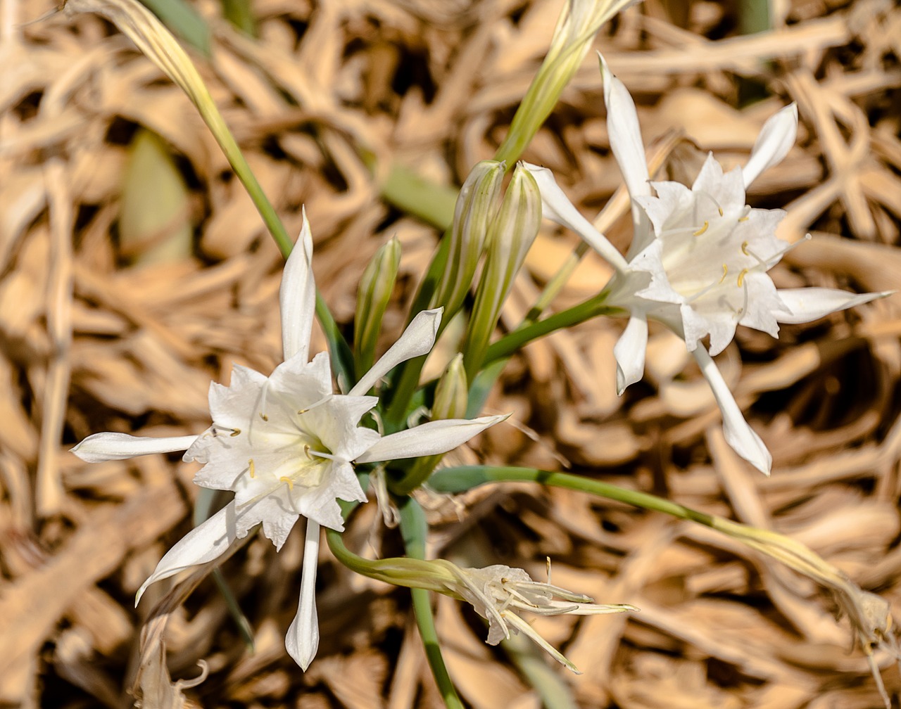 flower  sea  beach free photo