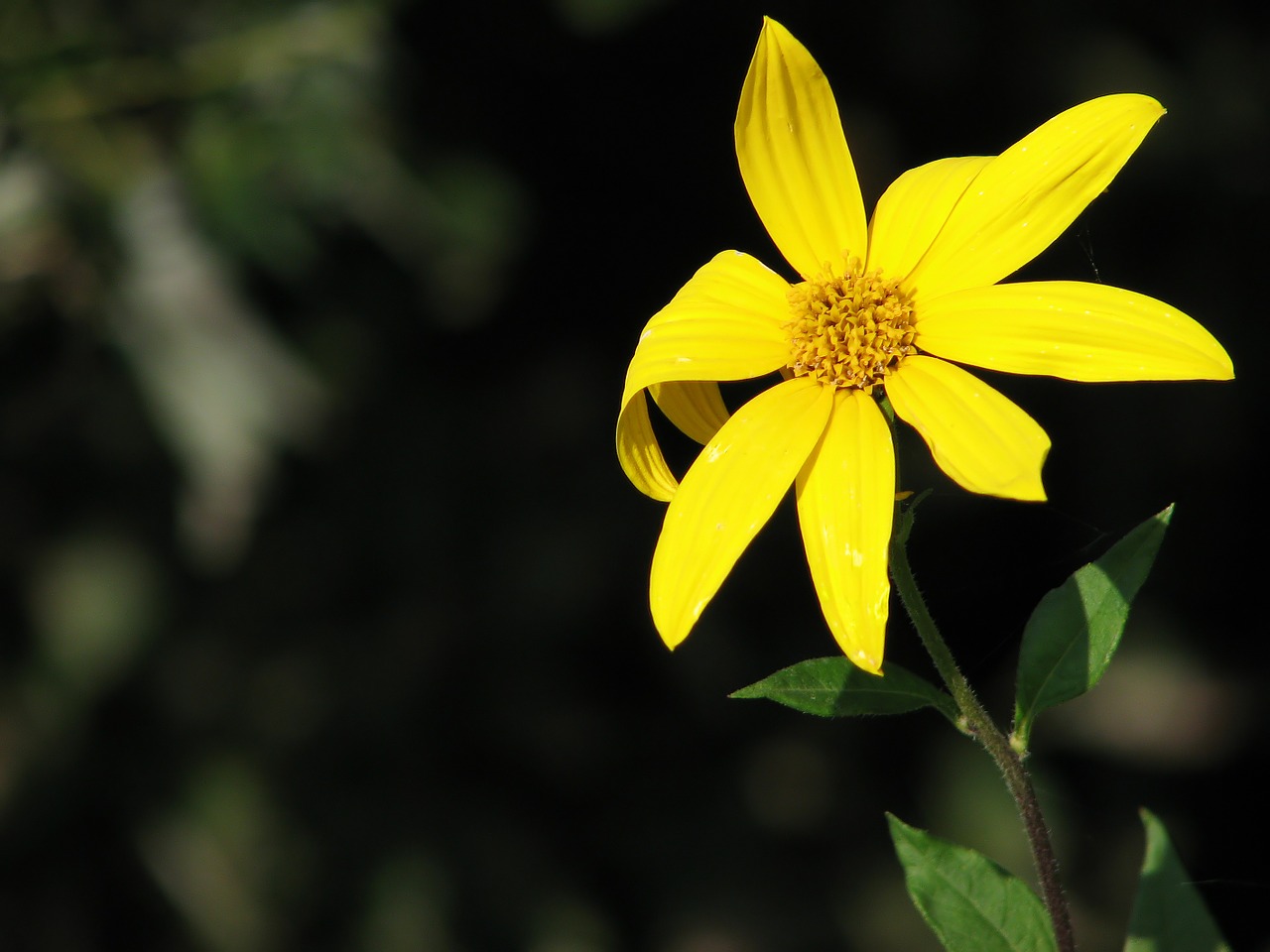 flower yellow sun free photo