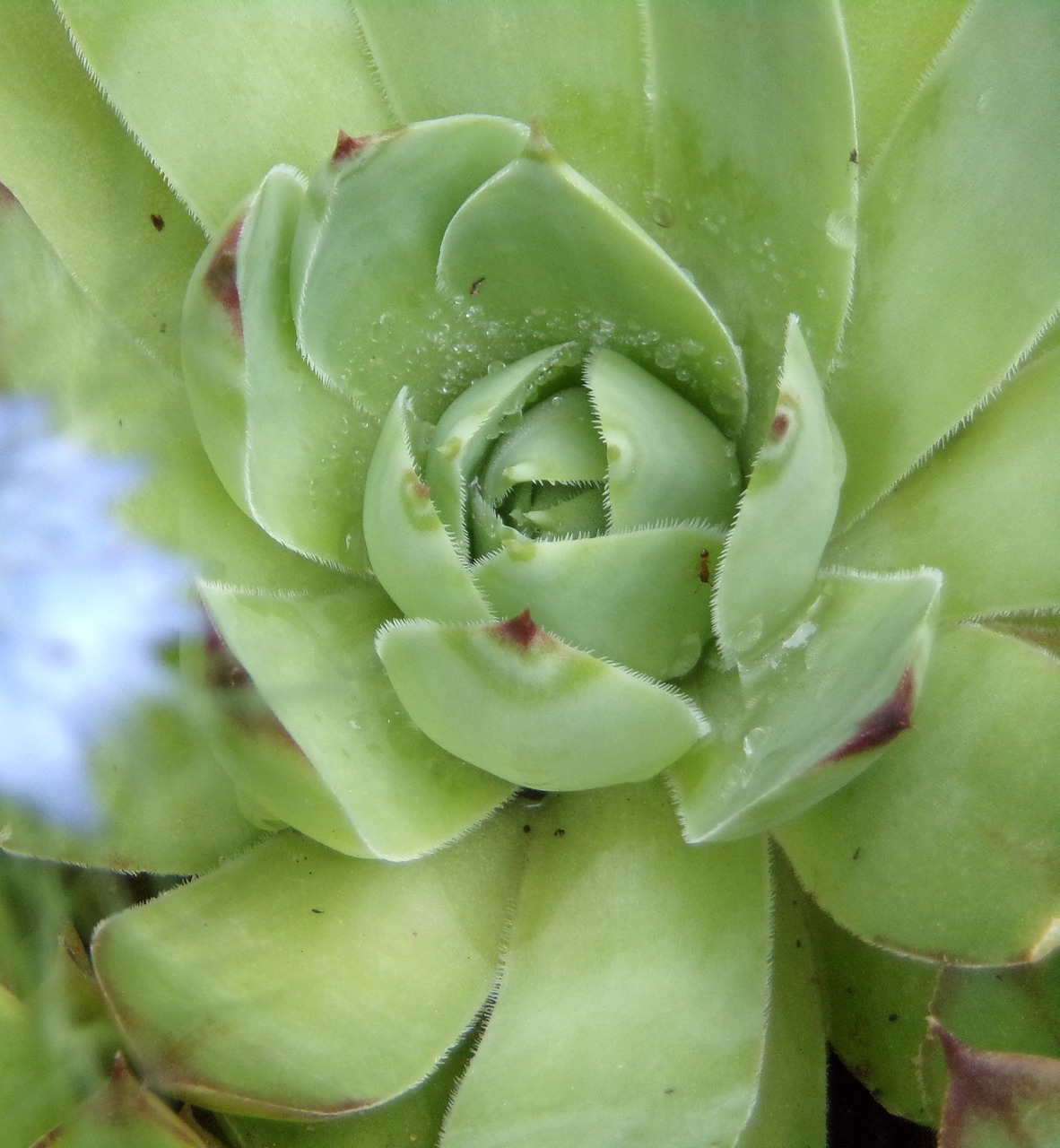 flower  plant  nature free photo