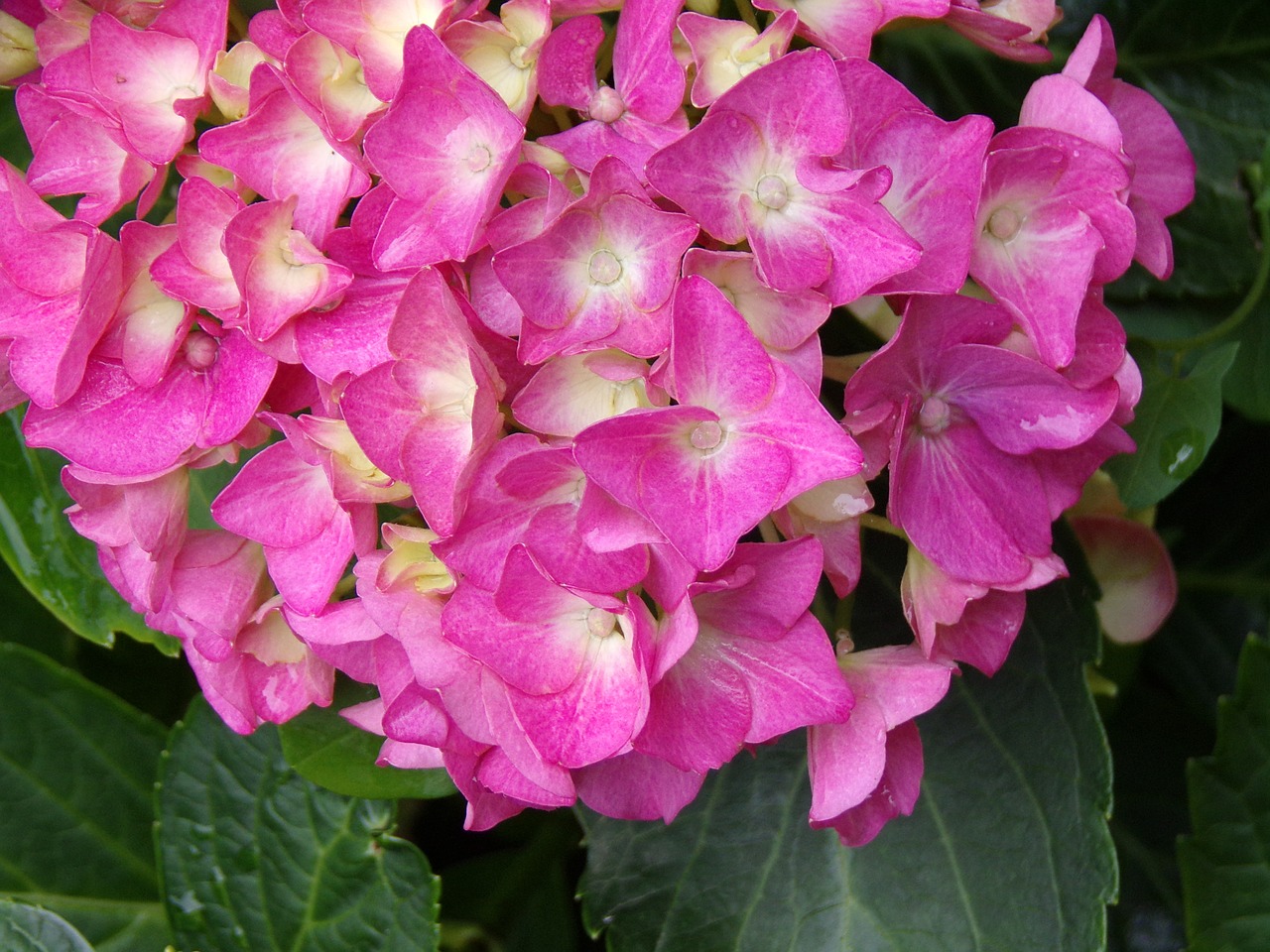 flower  hydrangea  pink free photo