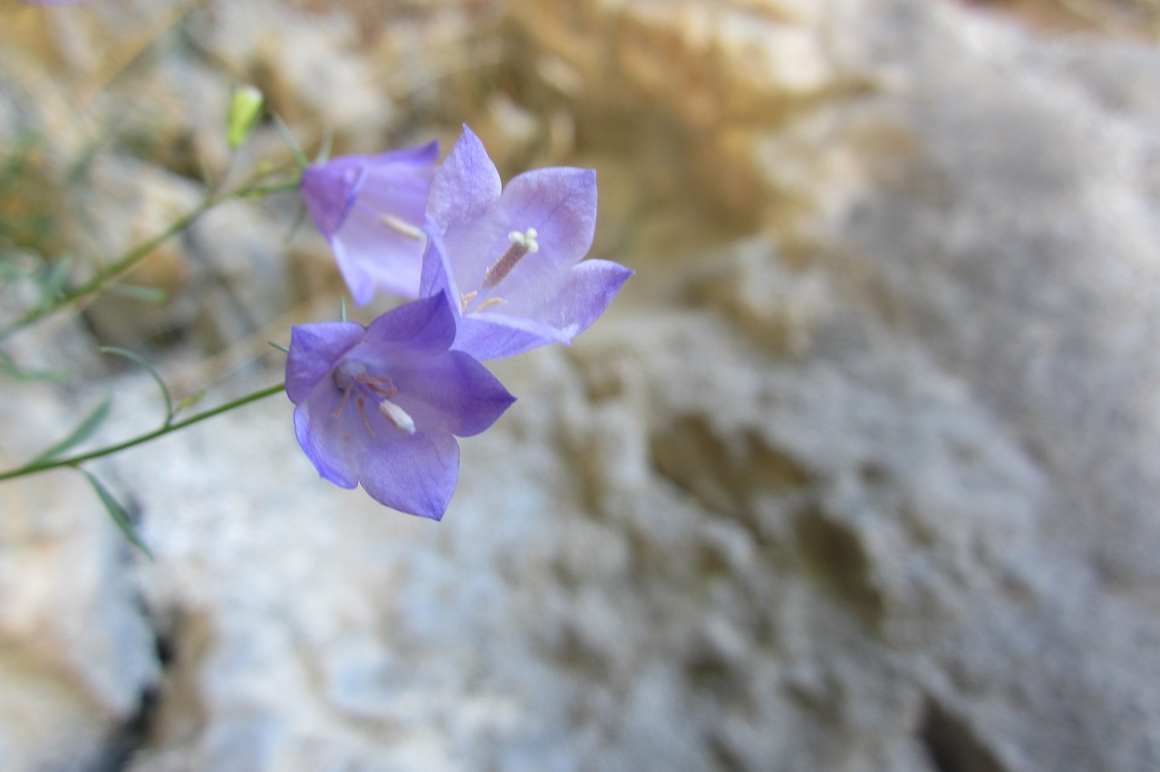 flower  blossom  rocks free photo