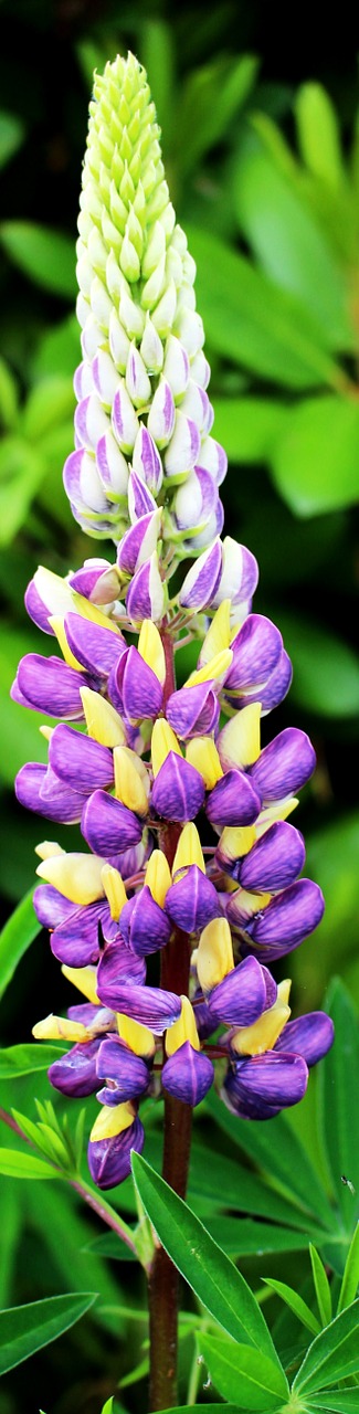 flower lupine purple free photo