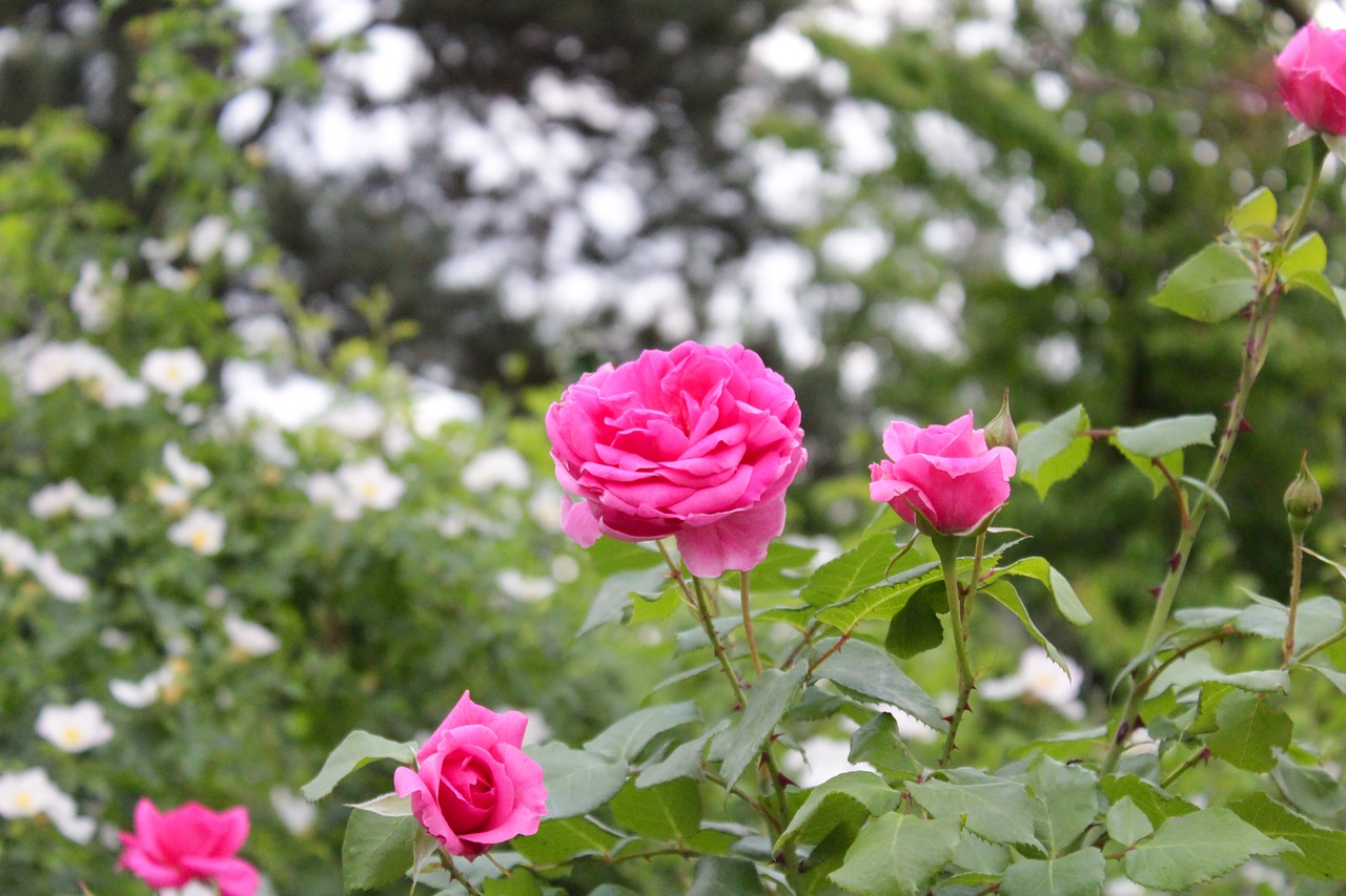 flower  red  rose free photo