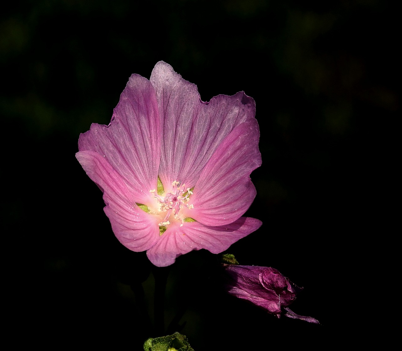 flower  pink  figure free photo