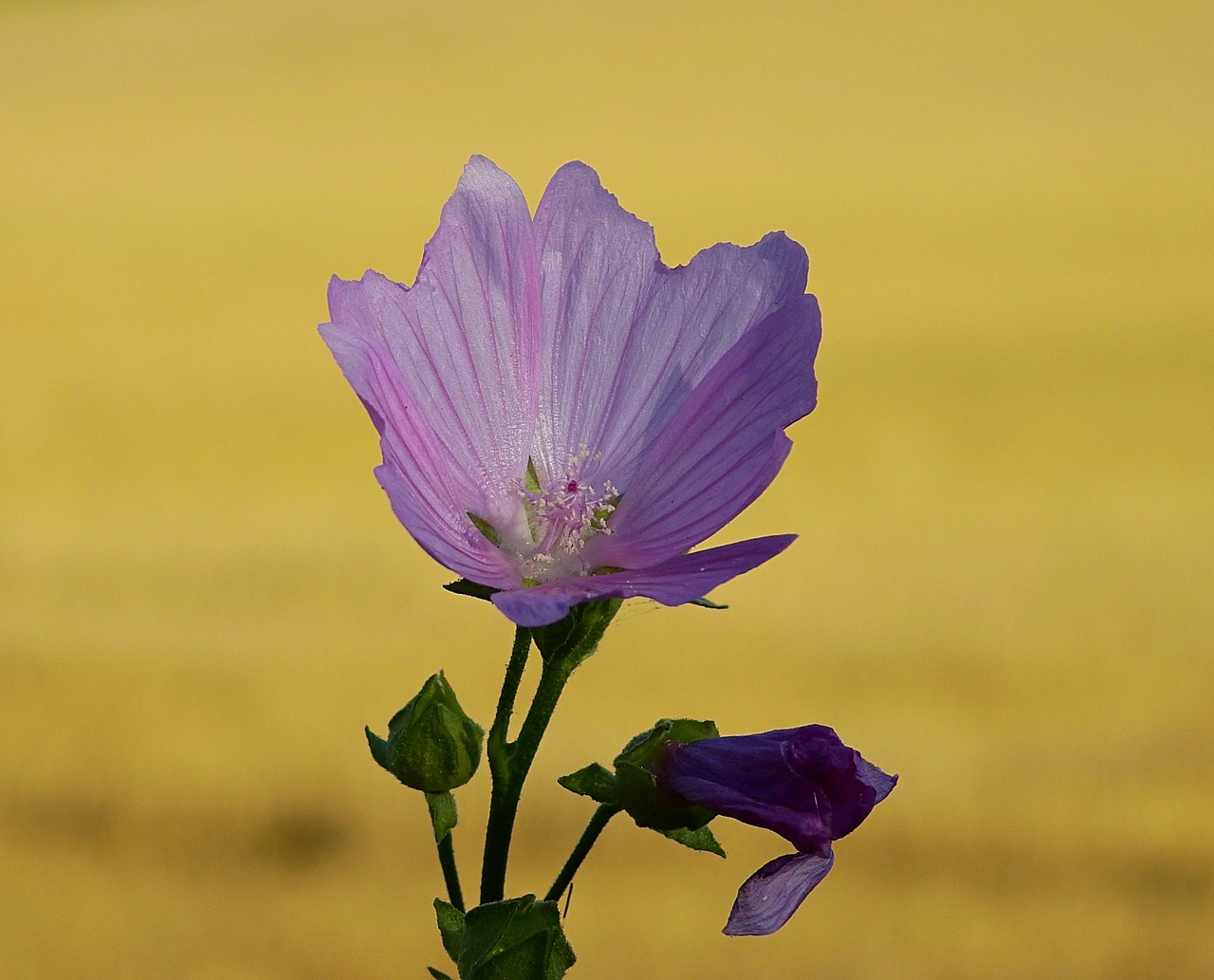 flower  nature  summer free photo