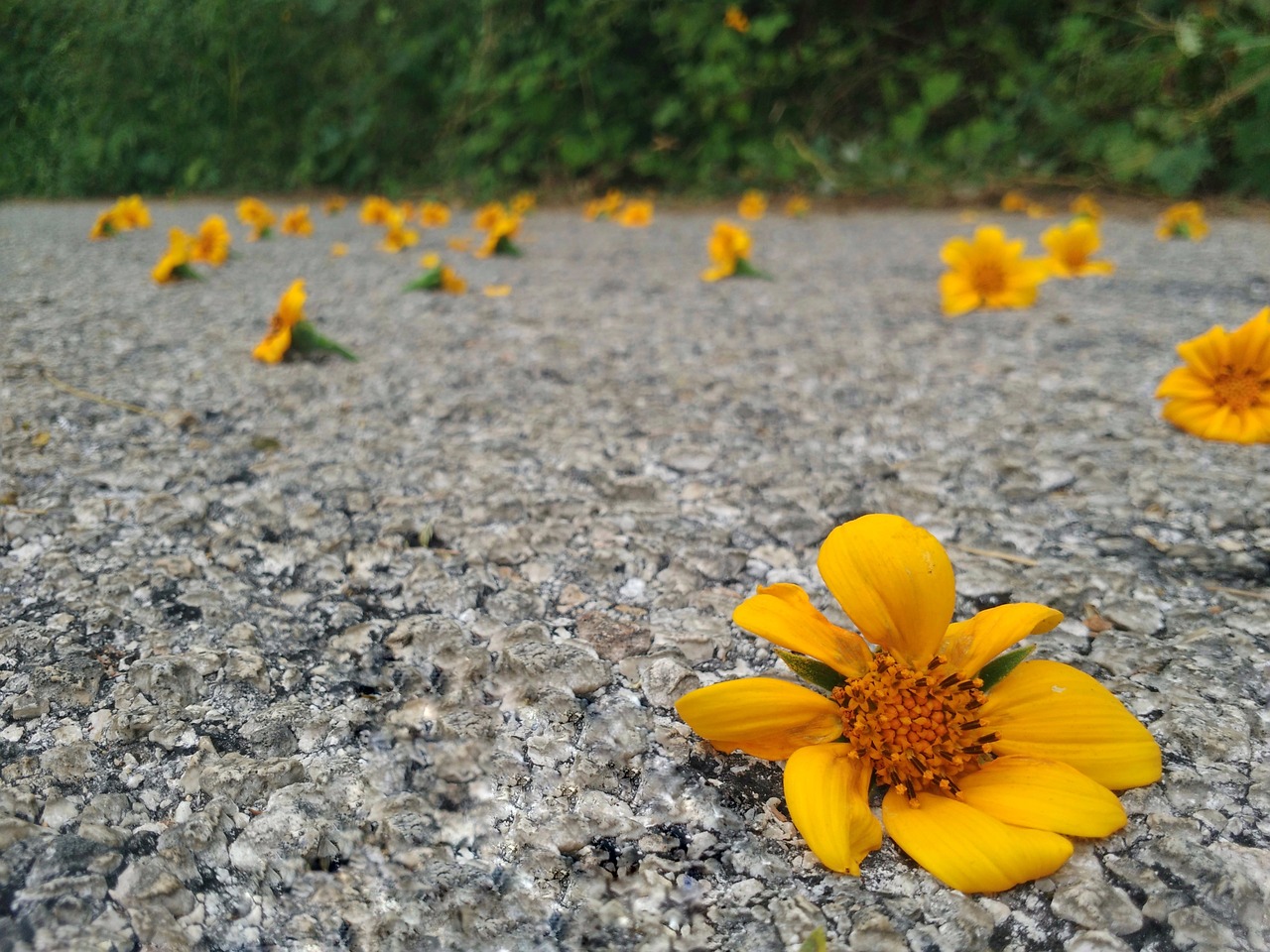 flower  road  summer free photo