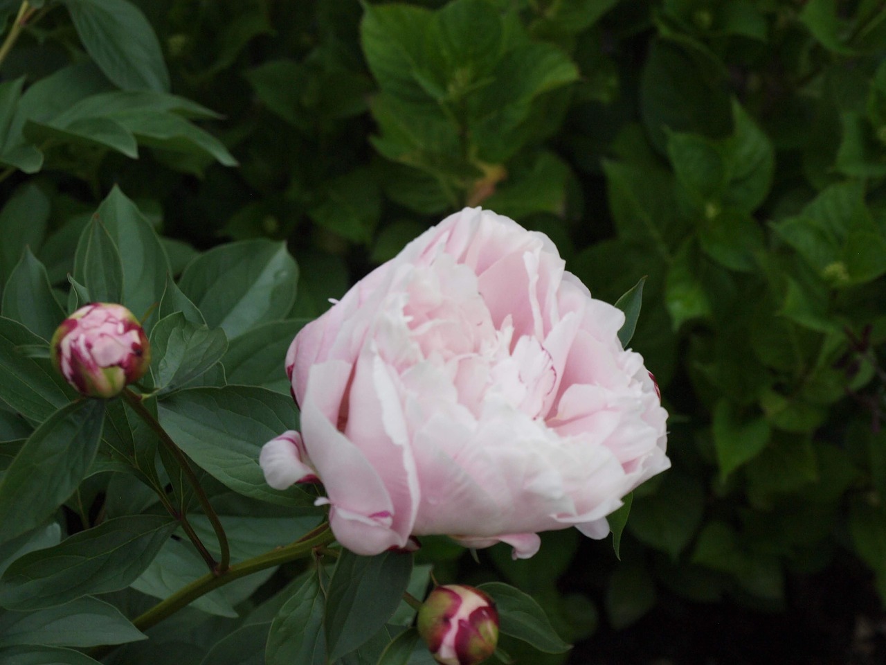 flower  rose  blossom free photo