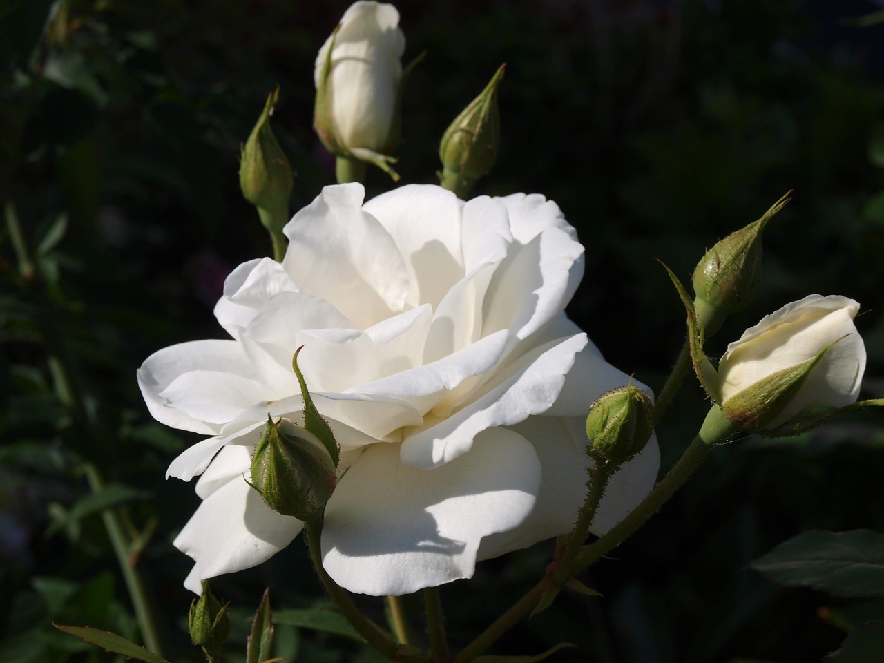 flower  rose  blossom free photo