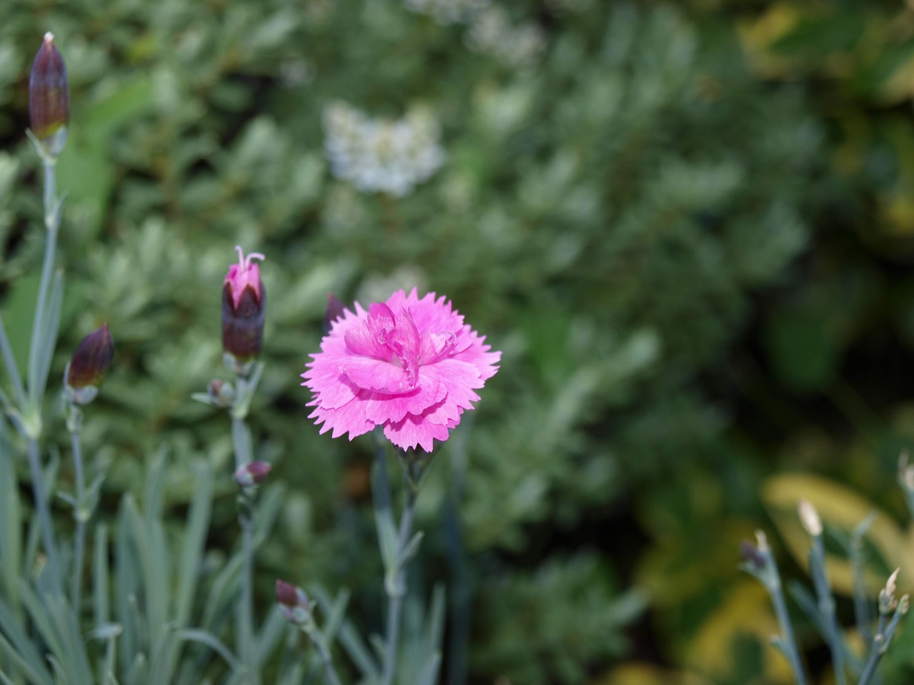 flower  rose  blossom free photo